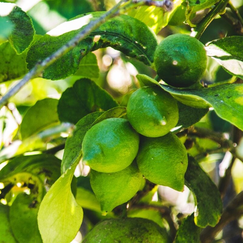 Limonio