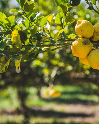 Il limoncello siciliano alla 56esima edizione del Vinitaly a Verona