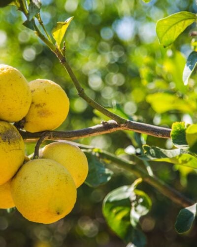 Femminello and his brothers
